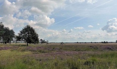hoofd-beeld