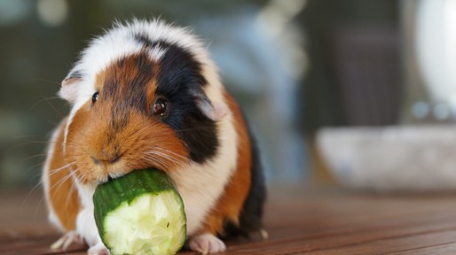 Close-Up Of Guinea Pig Eating Cucumber On Floorboard