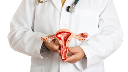 Reproductive organ model