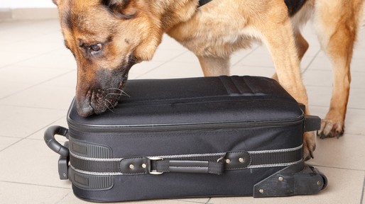 Police German Shepard dog sniffing luggage
