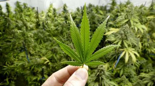 Hand Holding Small Marijuana Leaf with Cannabis Plants in Background