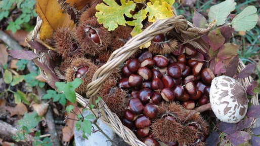 Close-Up Of Chestnuts In A Basket