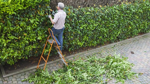 Cutting the trees # 6 XXXL